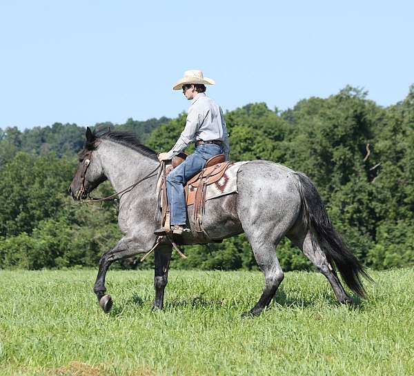 quarter-horse-draft