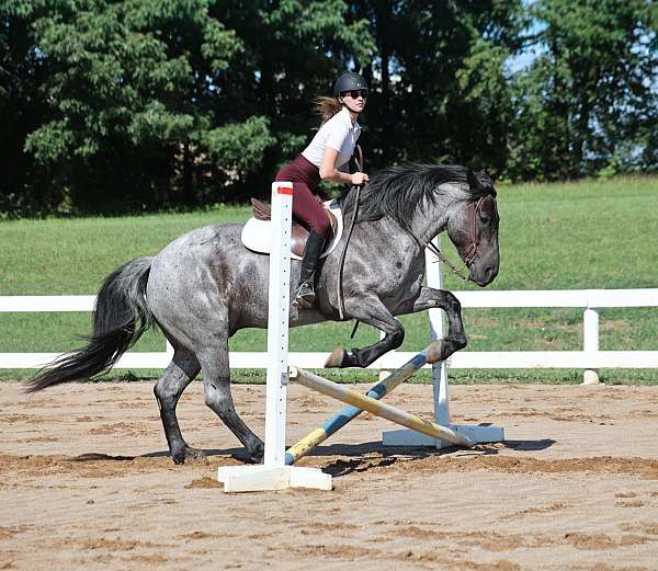 beginner-draft-horse
