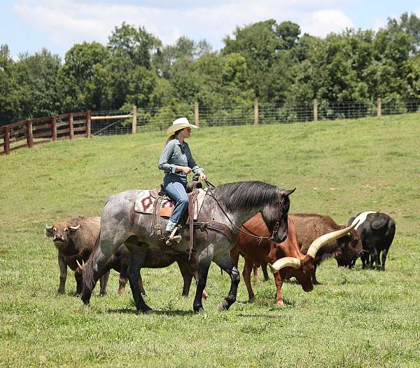 flashy-draft-horse