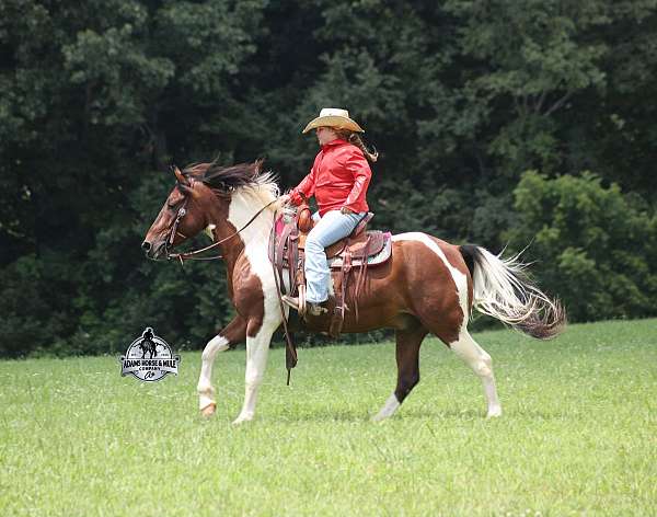 quarter-horse