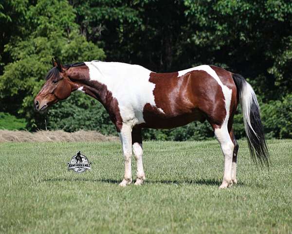 ranch-work-quarter-horse