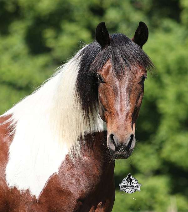 beginner-safe-quarter-horse