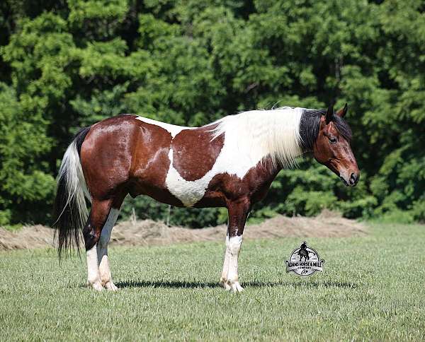 family-horse-quarter