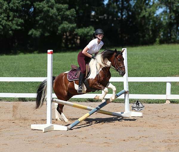 beginner-quarter-horse