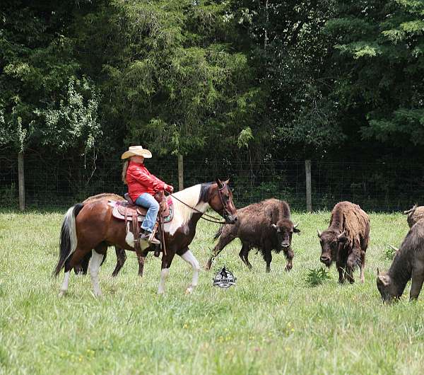 experienced-quarter-horse