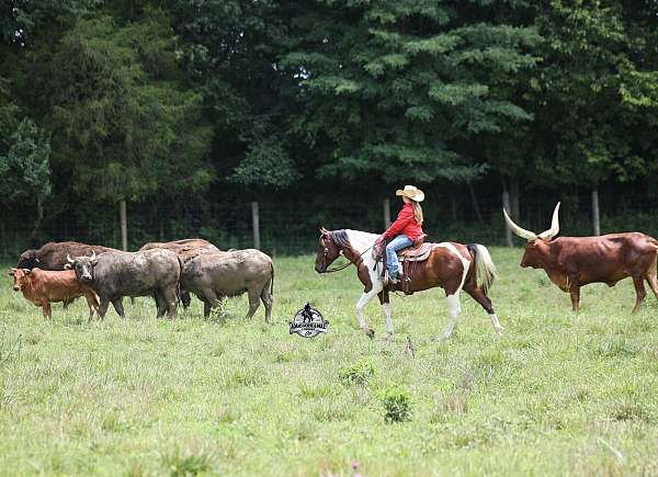 heading-quarter-horse
