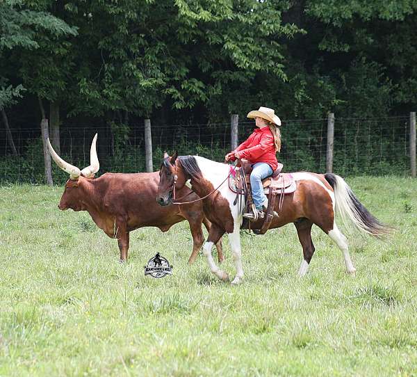 heel-quarter-horse