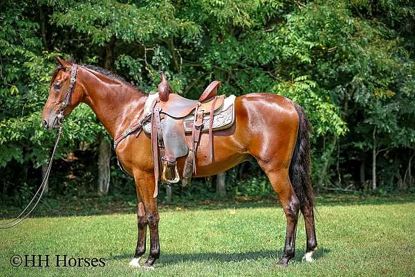 all-around-morgan-horse