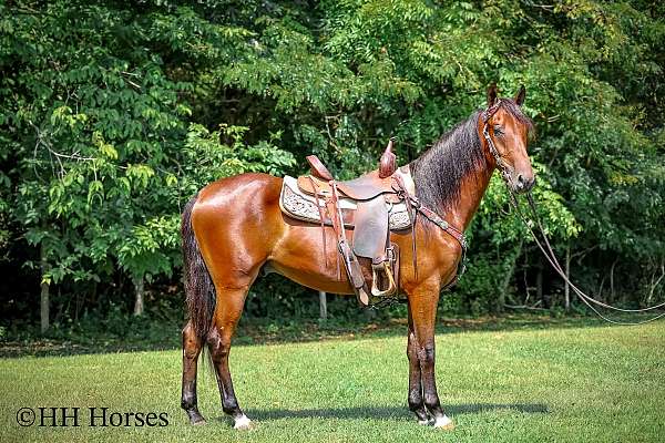 athletic-morgan-horse