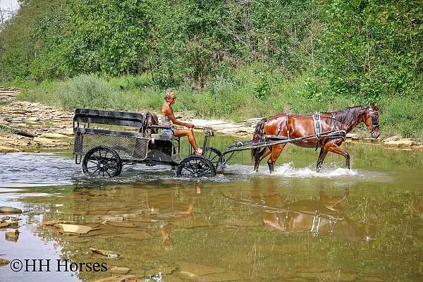 drill-team-morgan-horse