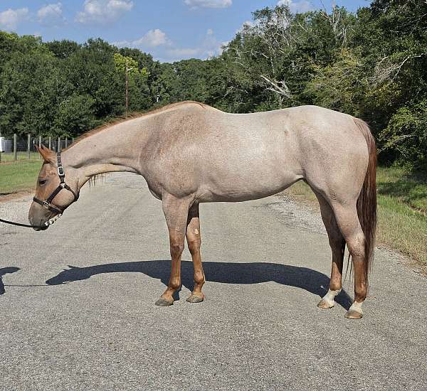 all-around-quarter-horse