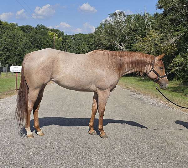 athletic-quarter-horse