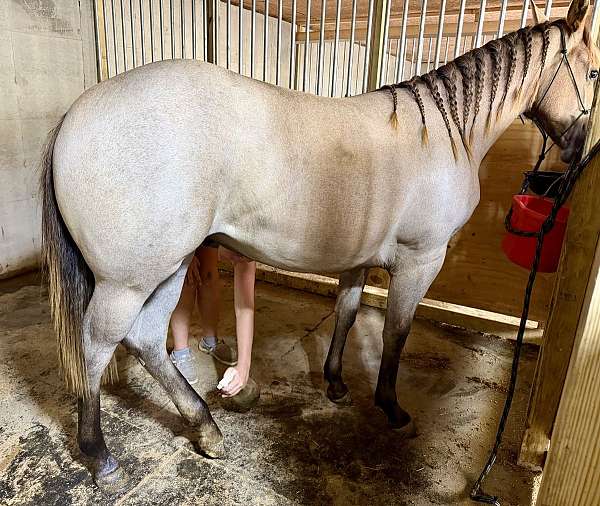 mitchssmokedusted-quarter-horse