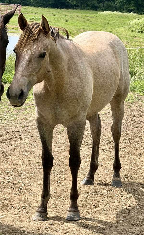 harlanbred-quarter-horse