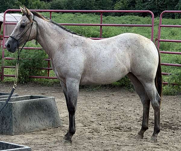 roaniepony-quarter-horse