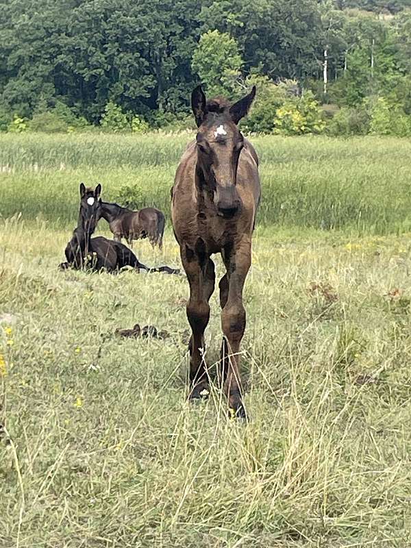 small-star-natural-tail-horse