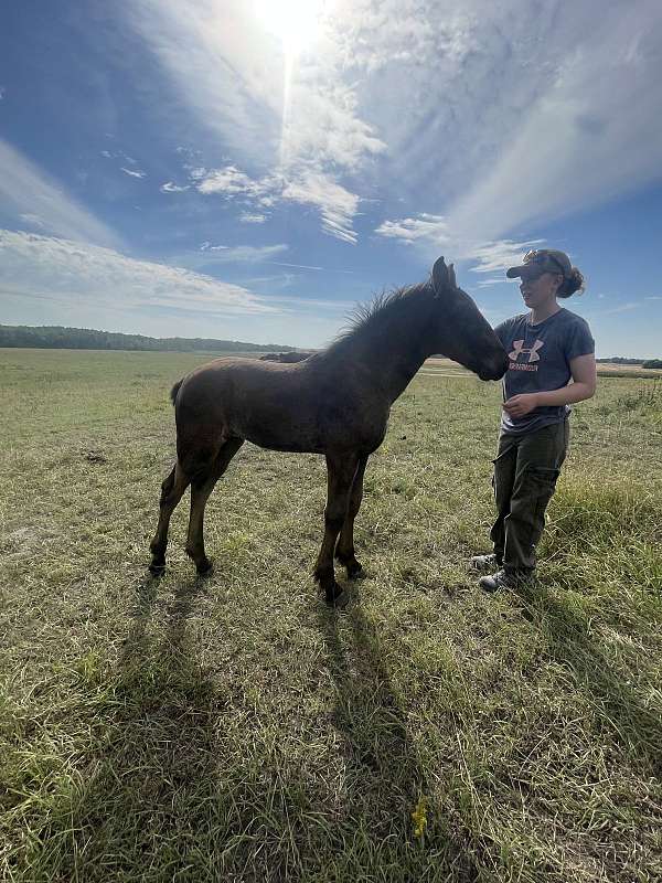 black-small-star-natural-tail-horse