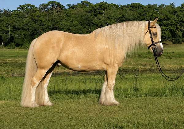 pony-gypsy-vanner-horse