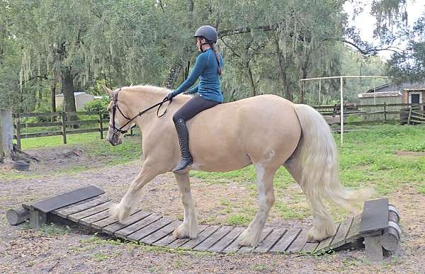 all-around-gypsy-vanner-horse