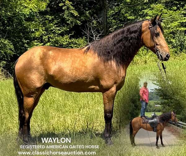 backs-american-gaited-horse