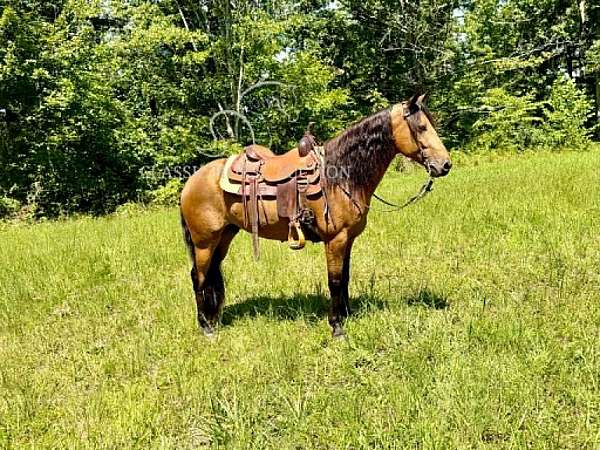 backs-up-american-gaited-horse