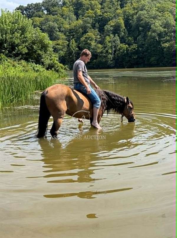 barn-american-gaited-horse
