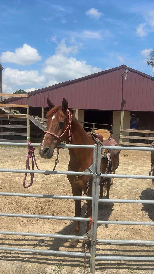 chestnut-ranch-trail-horse