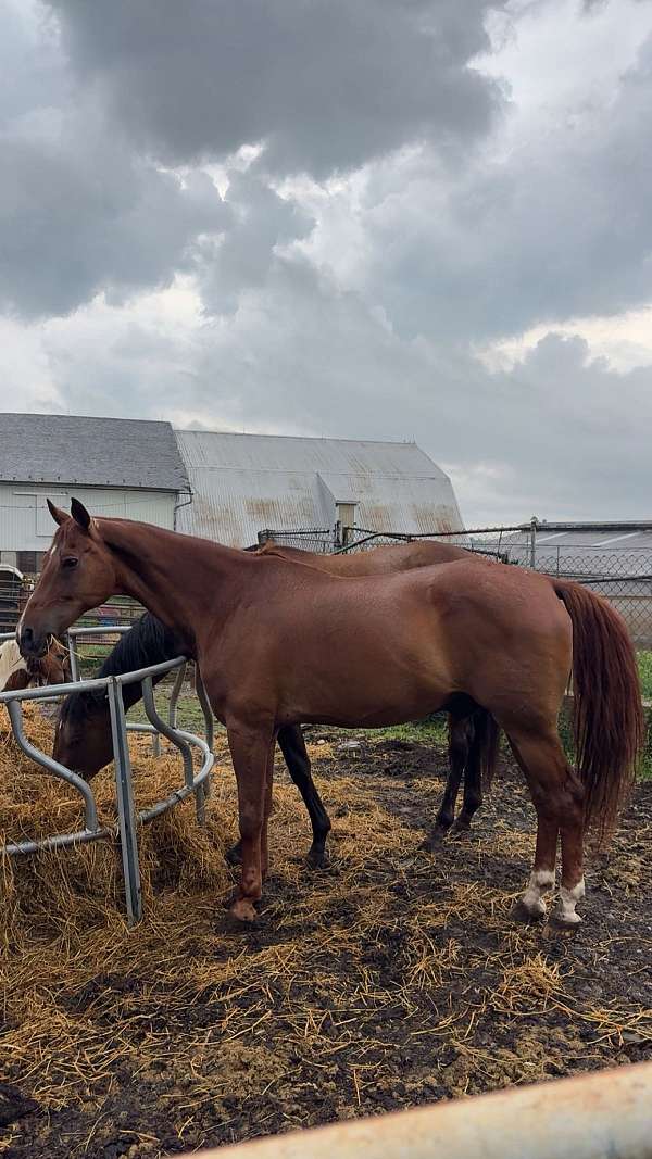 ranch-trail-morgan-horse