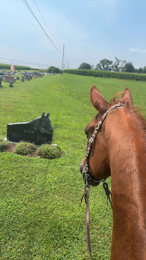 morgan-gelding