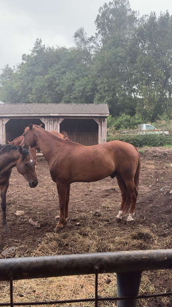 morgan-horse-for-sale