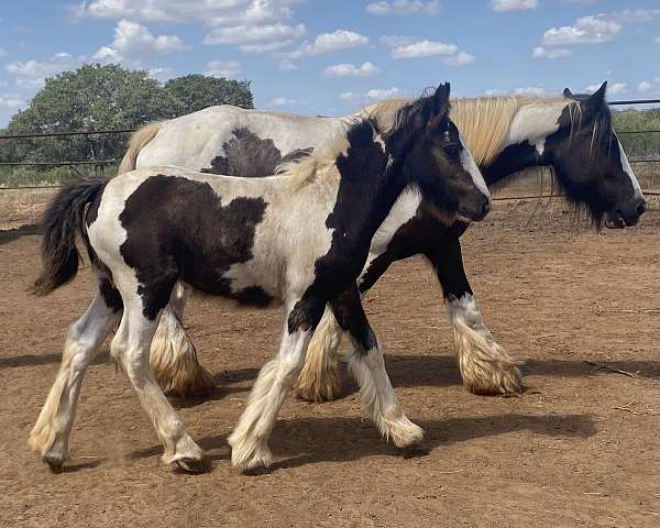 black-white-gypsy-vanner-filly-weanling