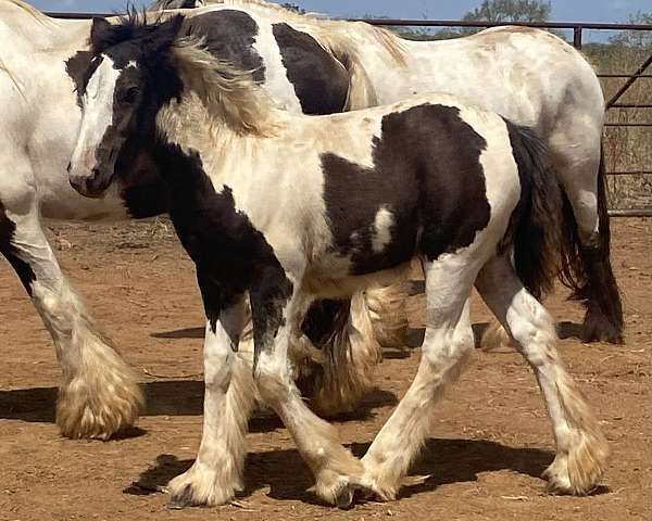 breeding-show-filly-weanling