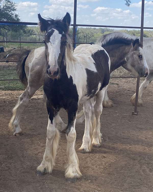 black-white-gvhs-filly-weanling
