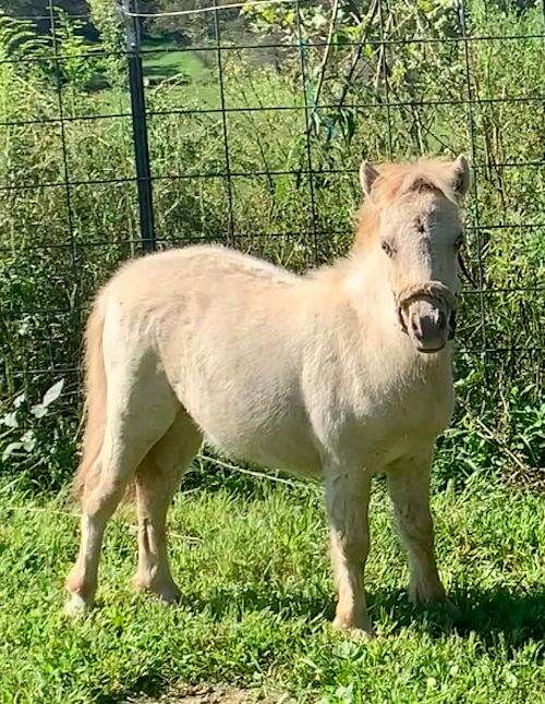 hind-stockings-left-side-body-spot-horse