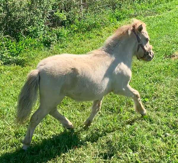 champagne-hind-stockings-left-side-body-spot-horse