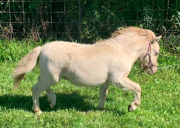 4h-project-miniature-horse