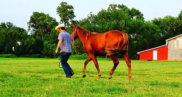 15-hand-quarter-horse-gelding