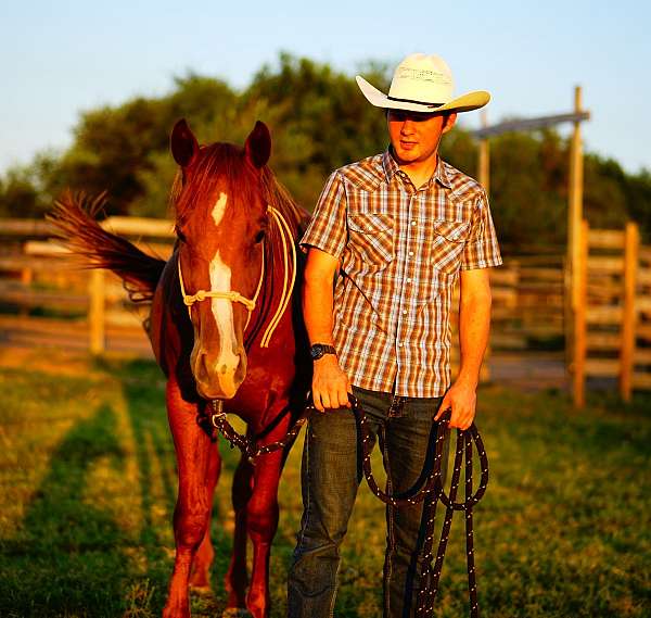 15-hand-quarter-horse