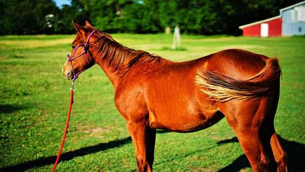 quarter-horse-gelding