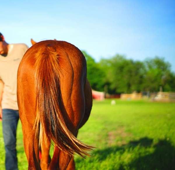 gelding