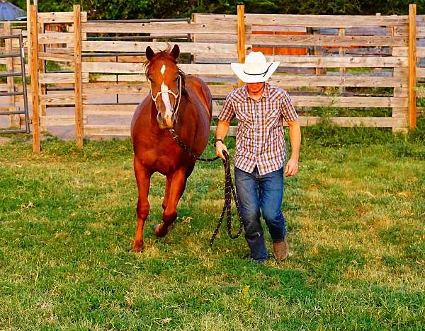 quarter-horse-for-sale