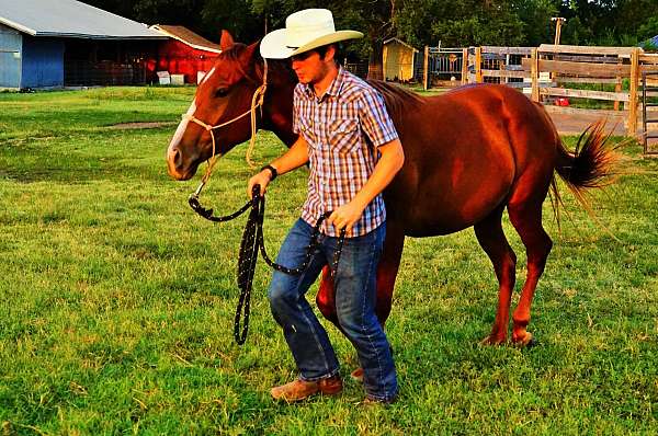 15-hand-gelding