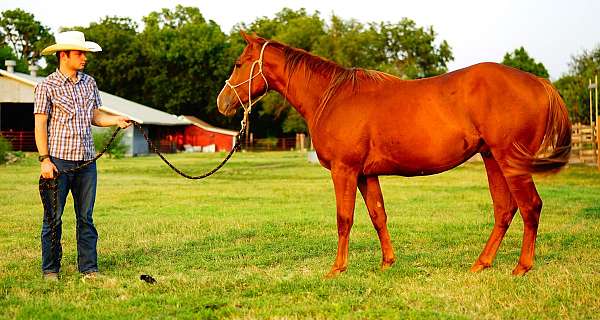 okie-leo-horse