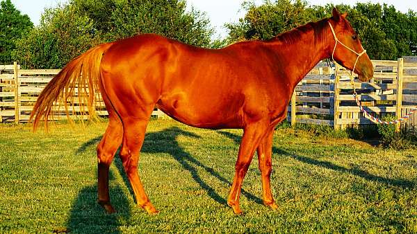 colt