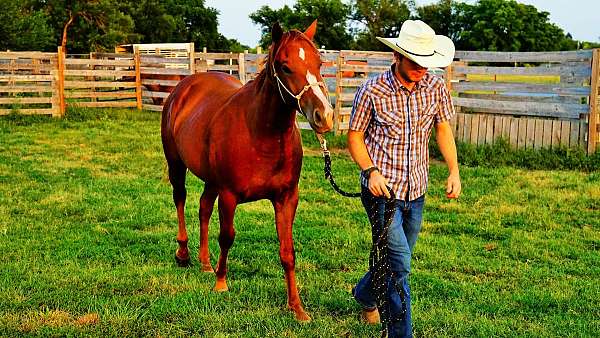 quarter-horse