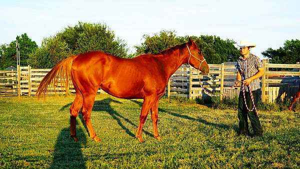 okie-leo-gelding