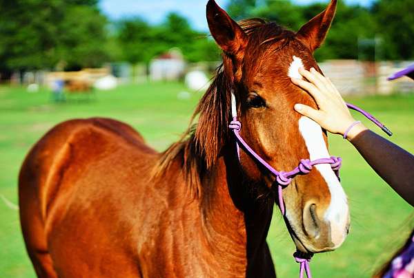 blaze-horse