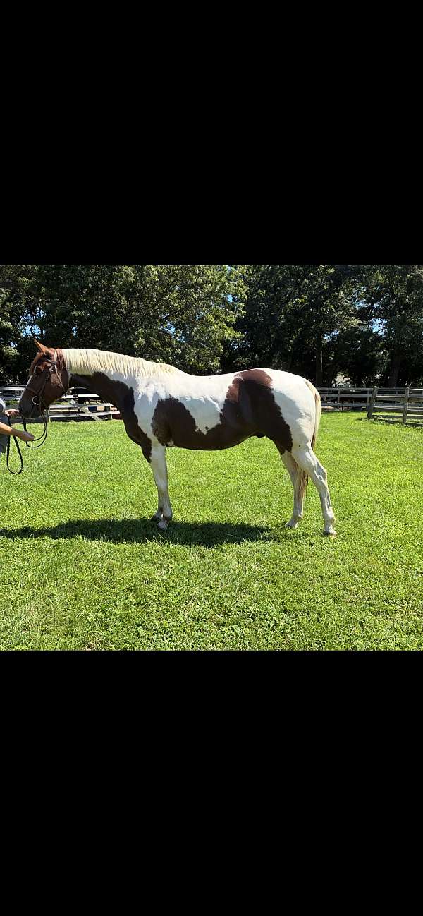 all-around-paint-horse