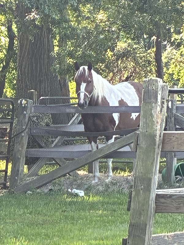 dressage-paint-horse