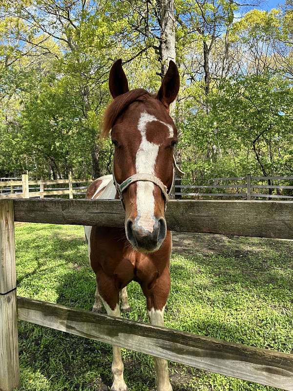 field-hunter-paint-horse